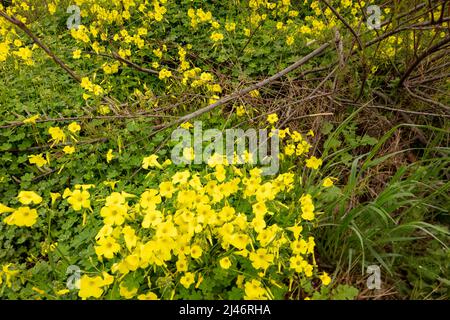 Reichblühend Oxalis pes-caprae, Afrikanischer Holzsorrel, Bermuda-Butterblume, Bermuda-Sauerampfer, Butterblume oxalis, Ziegenfuß Stockfoto