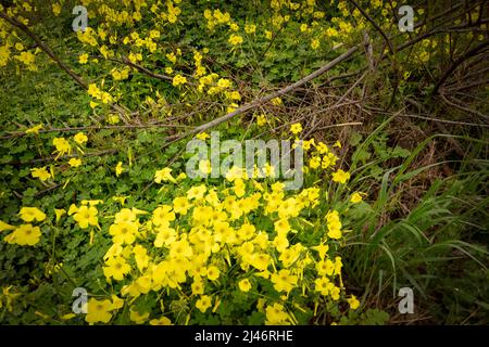 Reichblühend Oxalis pes-caprae, Afrikanischer Holzsorrel, Bermuda-Butterblume, Bermuda-Sauerampfer, Butterblume oxalis, Ziegenfuß Stockfoto