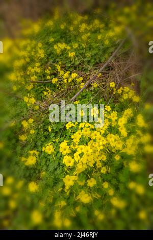 Reichblühend Oxalis pes-caprae, Afrikanischer Holzsorrel, Bermuda-Butterblume, Bermuda-Sauerampfer, Butterblume oxalis, Ziegenfuß Stockfoto