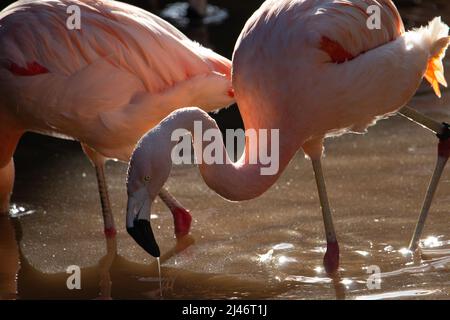 Chilenischer Flamingo (Phoenicopterus chilensis) Zwei chilenische Flamingo isoliert auf einem natürlichen Hintergrund Stockfoto