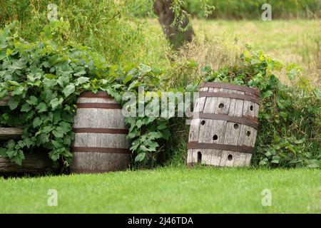 Holzfässer in einem Garten haben viele Verwendungen einschließlich der Lagerung von Regenwasser oder als Pflanzer oder Dekoration Stockfoto