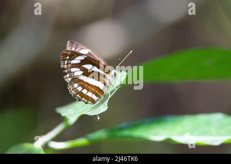 Seefahrer (Neptis hylas Papaja) Ein gemeiner Seemann Schmetterling ruht auf einem grünen Blatt mit Ein natürlicher grauer Hintergrund Stockfoto