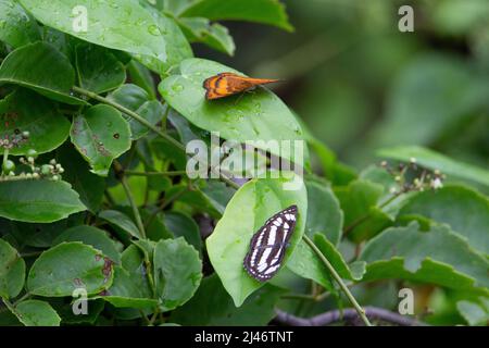 Seefahrer (Neptis hylas Papaja) Ein gemeiner Seemann Schmetterling ruht auf einem grünen Blatt mit Andere Schmetterlinge Stockfoto