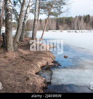 Tauwetter am Ufer des Waldsees im frühen Frühjahr, blauer Himmel, Eis schmilzt auf dem Boden aufgetaut Stockfoto