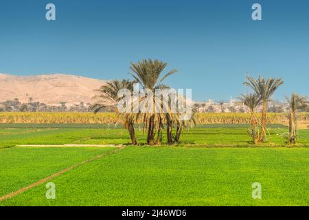 Palmen im fruchtbaren Niltal in Ägypten. Landwirtschaft und Erntekonzept Stockfoto