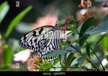 Große Baumnymphe (Idee leuconoe) Große Baumnymphe Schmetterling mit Flügeln geschlossen Fütterung auf blass Rosa tropische Blumen Stockfoto