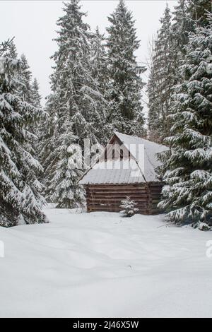 Holzhütte mit einer kleinen Fichte in einem Fichtenwald mit tiefem Neuschnee Stockfoto