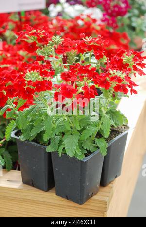 Rote Verbena blüht (Verbena tenera), Verbena in einem schwarzen Tablett, Topfpflanzen Stockfoto