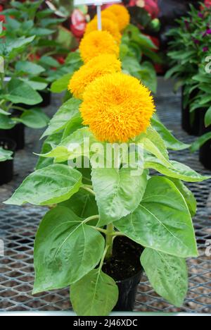 Helianthus annuus, kleine und eingetopfte Sonnenblumen. Zwerg helianthus, kleine Blütengröße voller Blüte. Kleine Blumen Stockfoto