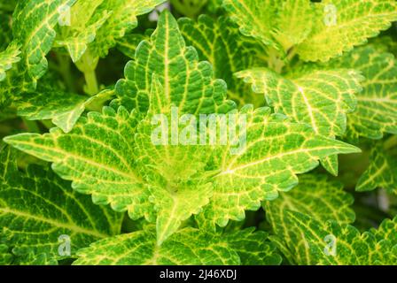 Zitronengrüne Blätter der Coleus-Pflanze, Plectranthus scutellarioides, Topfpflanze Stockfoto