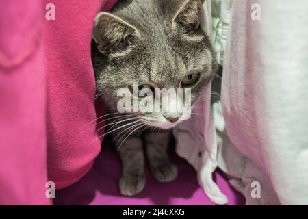 Eine niedliche graue Katze versteckt sich unter den Kleidern im Schrank. Stockfoto