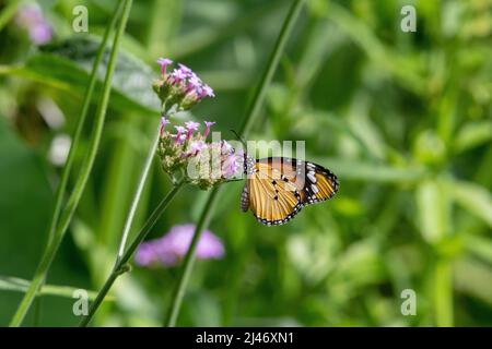 Schlichter Tiger-Schmetterling (Danaus chrysippus chrysippus) mit geschlossenen Flügeln, der von kleinen violetten Blüten mit tropischen dunkelgrünen Blättern isoliert wird Stockfoto