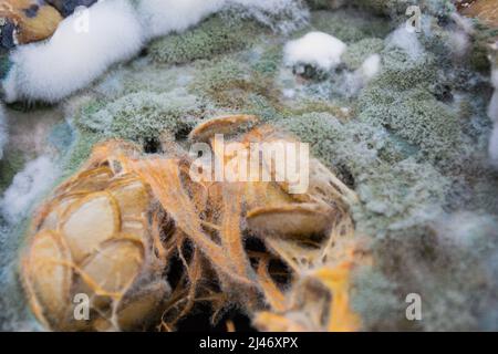 Nahaufnahme von grünem, blauem und weißem Schimmelpilz, der auf einem verfaulten Kürbis mit Samen in der Mitte wächst. Stockfoto