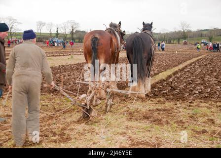 Gilford, Nordirland. 23.. Februar 2008. Zwei clydesdale-Pferde ziehen beim Mullahead-Pflügen-Match einen altmodischen Pferdepflug. Stockfoto