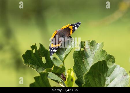 Roter Admiralschmetterling (Vanessa atalanta), der auf grünen Blättern mit offenen Flügeln ruht Stockfoto