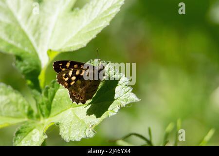 Gesprenkeltes Holz (Pararge aegeria) gesprenkelter Holzschmetterling, der auf einem Blatt mit geschlossenen Flügeln ruht Stockfoto