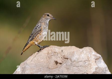 Rofous-tailed Rock-Soor Stockfoto