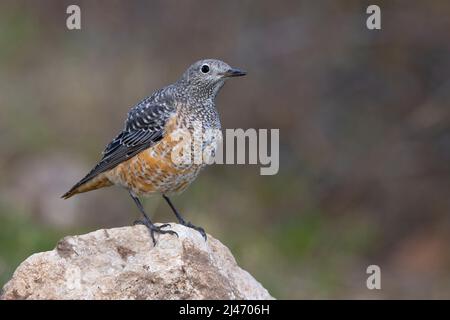 Rofous-tailed Rock-Soor Stockfoto
