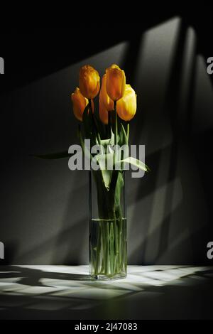 Vertikale, minimalistische Stillleben-Aufnahme von frischen gelben Tulpenblüten in transparenter Glasvase auf dem Tisch in Gobo-Beleuchtung Stockfoto