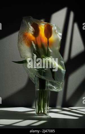 Vertikale konzeptionelle Stillleben Komposition aus gelben Tulpen in Glasvase mit Plastiktüte, Gobo Beleuchtung bedeckt Stockfoto