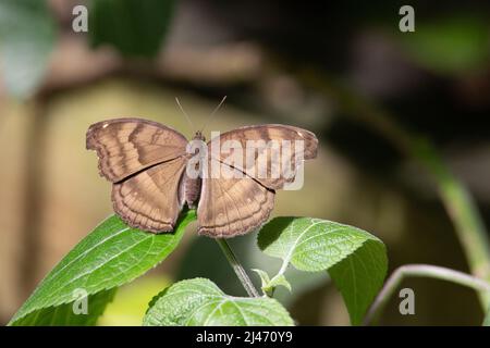 Unbekannter blasser und dunkelbrauner Schmetterling, der auf einem tropischen grünen Blatt ruht Stockfoto