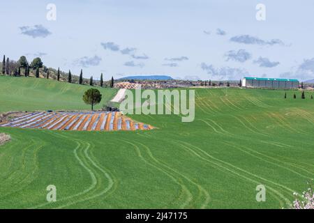 Spargelfeld mit schwarzem Kunststoff bedeckt, umgeben von Getreide und Olivenbäumen in Andalusien (Spanien) Stockfoto