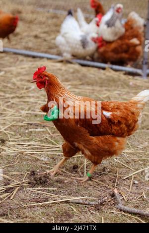 Hähnchen mit geschälte Hände Stockfoto