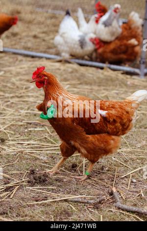 Hähnchen mit geschälte Hände Stockfoto