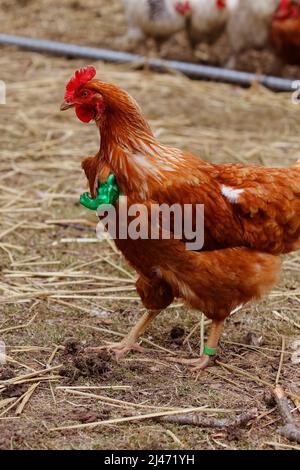 Hähnchen mit geschälte Hände Stockfoto