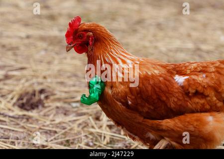 Hähnchen mit geschälte Hände Stockfoto