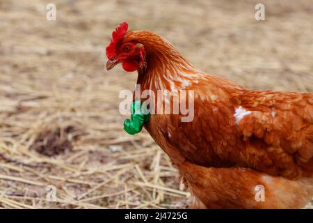 Hähnchen mit geschälte Hände Stockfoto