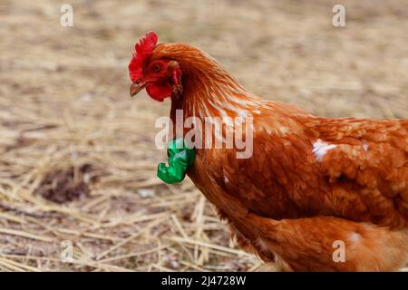 Hähnchen mit geschälte Hände Stockfoto