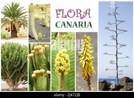 Montage von Bildern der kanarischen Flora, Kanarische Inseln, Spanien, Europa Stockfoto