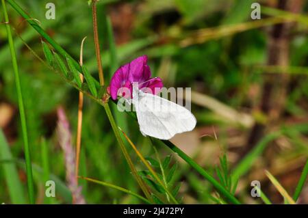 Wood White Butterfly, 'Leptidea sinapis' Rare.Gefunden in Waldreiten und Buschland. Fliegt Mai und Juni.Meeth.Devon .UK. Stockfoto