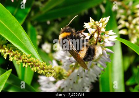 Garden Bumblebee (Bombus hortorum) erwachsenes Männchen, das im Frühsommer in einem Somerset-Garten eine Blume füttert. Stockfoto