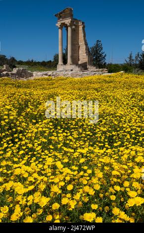 Ein Teppich aus Kronenblumen (Glebionis coronaria) blüht im Apollo's Te.mple , Heiligtum von Apollon Hylates, Kourion, Episkopi, Republik Zypern Stockfoto