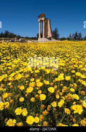 Ein Teppich aus Kronenblumen (Glebionis coronaria) blüht im Apollo's Te.mple , Heiligtum von Apollon Hylates, Kourion, Episkopi, Republik Zypern Stockfoto