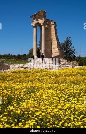 Ein Teppich aus Kronenblumen (Glebionis coronaria) blüht im Apollo's Te.mple , Heiligtum von Apollon Hylates, Kourion, Episkopi, Republik Zypern Stockfoto