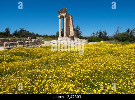 Ein Teppich aus Kronenblumen (Glebionis coronaria) blüht im Apollo's Te.mple , Heiligtum von Apollon Hylates, Kourion, Episkopi, Republik Zypern Stockfoto