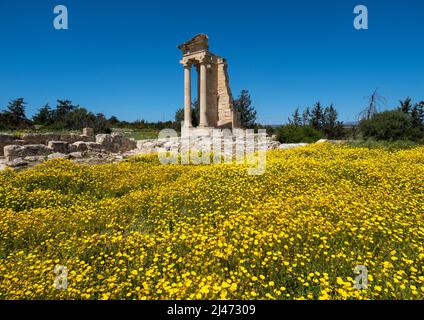 Ein Teppich aus Kronenblumen (Glebionis coronaria) blüht im Apollo's Te.mple , Heiligtum von Apollon Hylates, Kourion, Episkopi, Republik Zypern Stockfoto