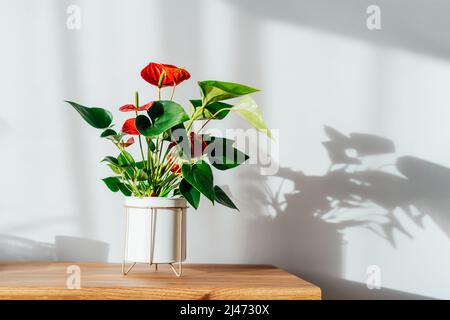 Hauspflanze rotes Anthurium in modernem weißen Blumentopf auf einer Holzkonsole unter Sonnenlicht und Schatten auf einer weißgrauen Wand. Biophilie in Minimalist Scan Stockfoto