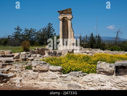 Ein Teppich aus Kronenblumen (Glebionis coronaria) blüht im Apollo's Te.mple , Heiligtum von Apollon Hylates, Kourion, Episkopi, Republik Zypern Stockfoto