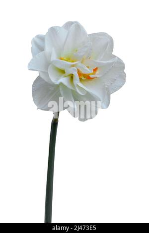 Doppeldaffodil isoliert auf weißem Hintergrund. Weiße Narzisse Sind Voll Stockfoto