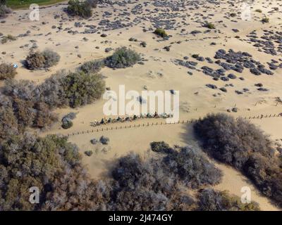 Luftdrohnenaufnahme einer Kamelreihe während einer Safari-Tour auf Sanddünen in Maspalomas, Gran Canaria, Kanarische Inseln, Spanien. Stockfoto