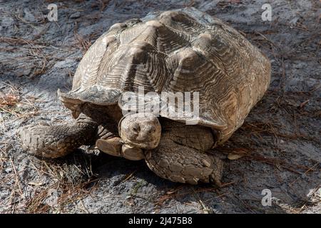 Die African Spur Thigh Tortoise im Reptile Discovery Center ist die größte Schildkröte auf dem Festland Stockfoto