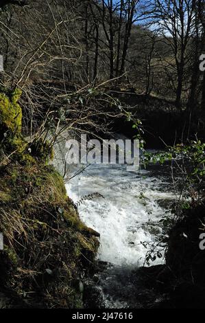 Wehr in der Afon Mellte in der Nähe der alten Gunpowder Werke, Pontneddfechan. Stockfoto