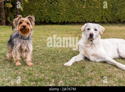 Porträt von Yorkshire Terrier mit Maremma Schäferhund im Garten. Stockfoto