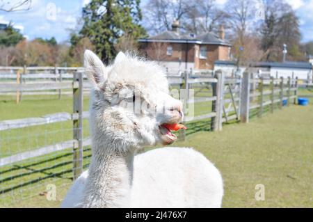 Weißer lockiger lama, der im Frühjahr auf dem Bauernhof grast Stockfoto