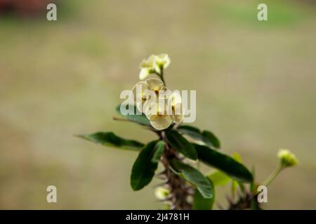 Selektiver Fokus, Dornenkrone oder die Pflanze der Qualle. Weiße elegante Kaktusblüte. Platz kopieren und Nahaufnahme. Stockfoto