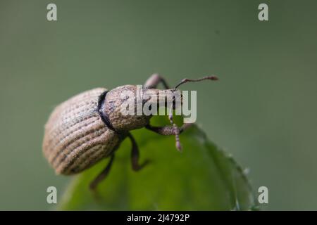 Nahaufnahme eines gewöhnlichen Blattweevels (Phyllobius pyri) auf einem Blatt im Unterholz bei Bradfield Wood in Suffolk Stockfoto